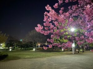 夜桜見物　社員Blog