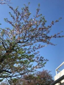 春の新生活スタート　社員Blog