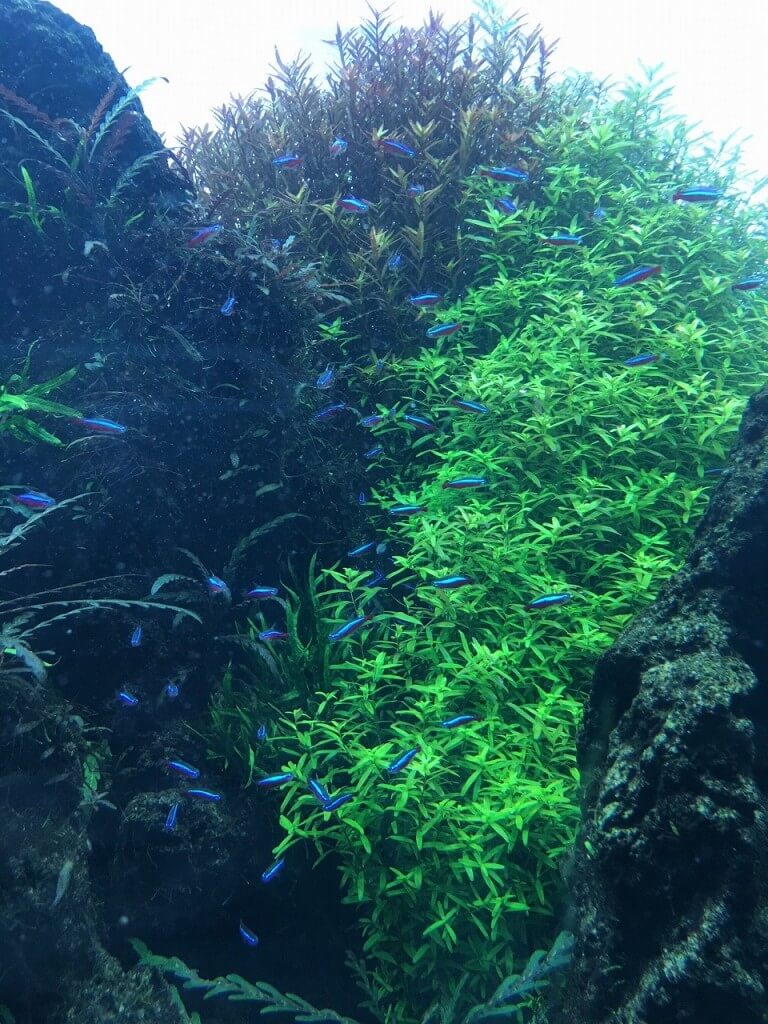 すみだ水族館　社員Blog